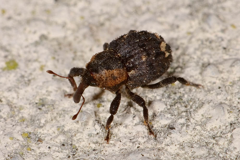 Questo  un Hypocrita? Si - Echinodera hypocrita
